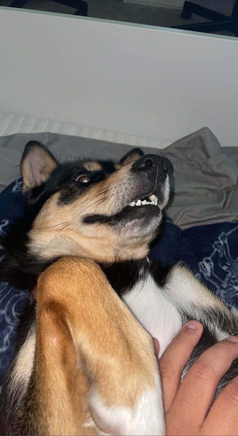 Winnie the dog